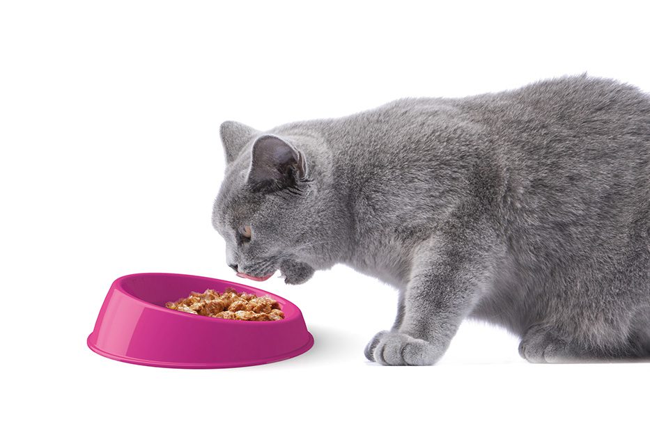 Bowl Cat