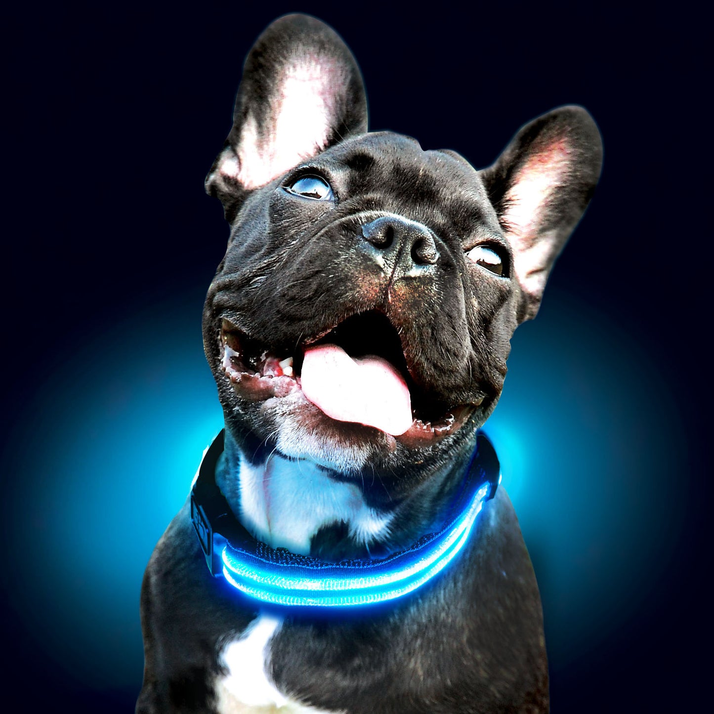 Collar LED