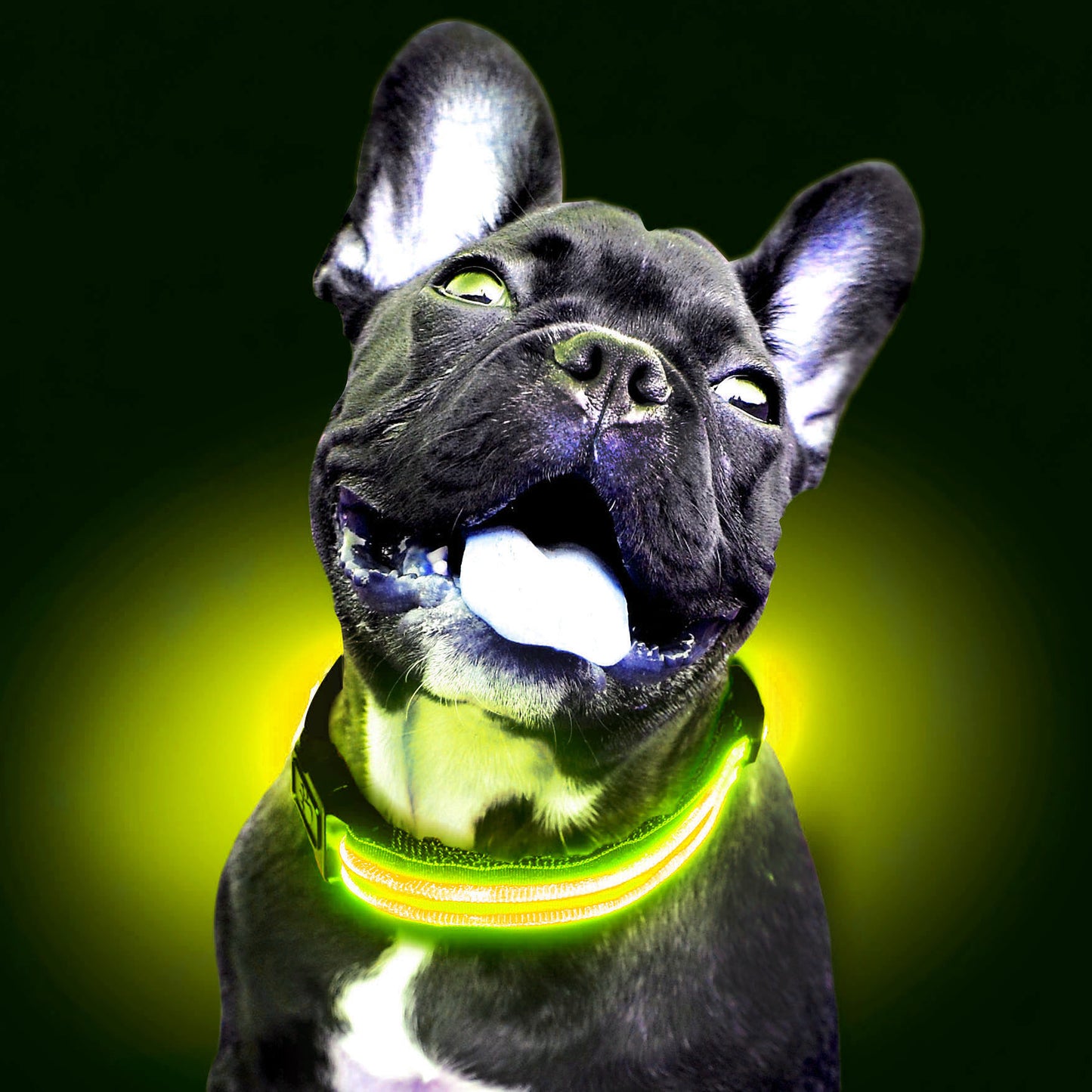 Collar LED