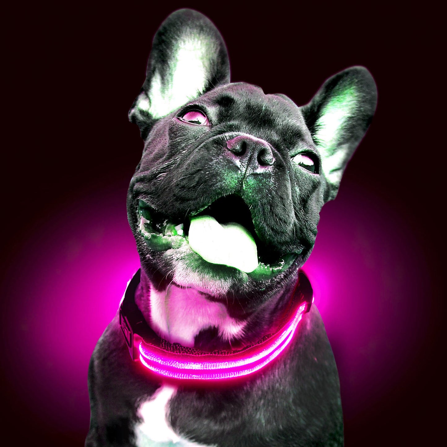 Collar LED