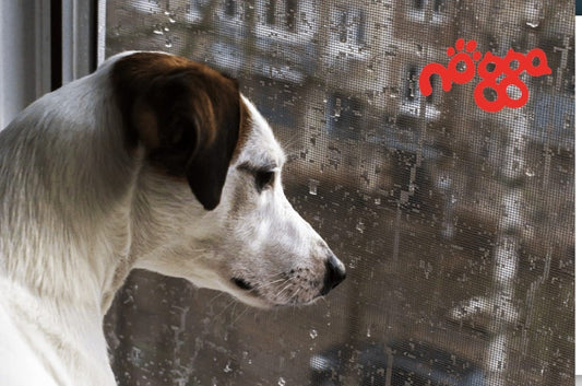Si los perros hablasen elegirían NOGGA: PROTÉGEME DEL RIGOR DEL INVIERNO